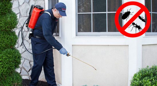 Kiraz Hamam Böceği İlaçlama böcek ilaçlama ve haşere kontrolü — ilaclama-tr.com